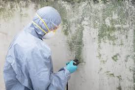 Why You Should Choose Our Mold Remediation Services in Placeholder9